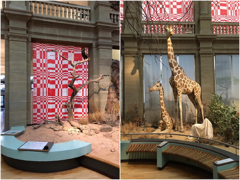 Enterventionale, Vista instalación Landsmark de Roberto Uribe, con la cinta roja y blanca al fondo y la sala con animales africanos al frente
