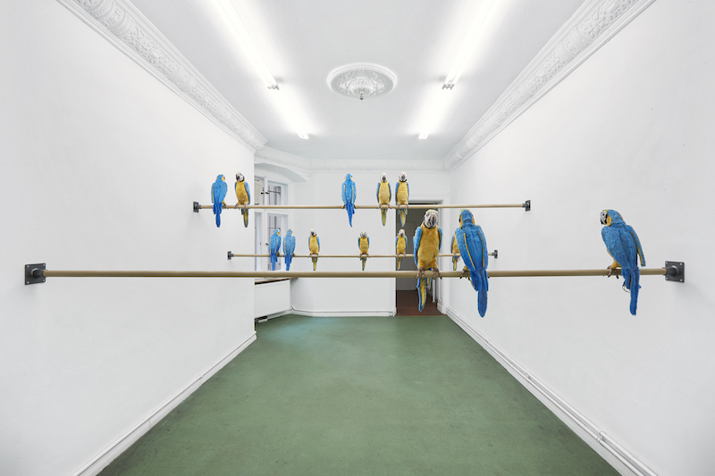 Berlin Art Week 2020 foto de galeria con loros azules y amarillos