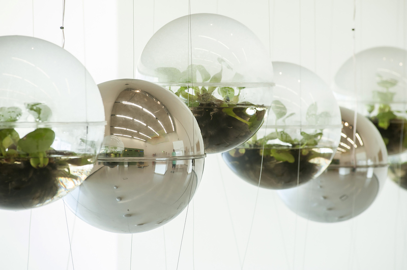 Ineditos 2020_bolas transparentes con vegetacion dentro