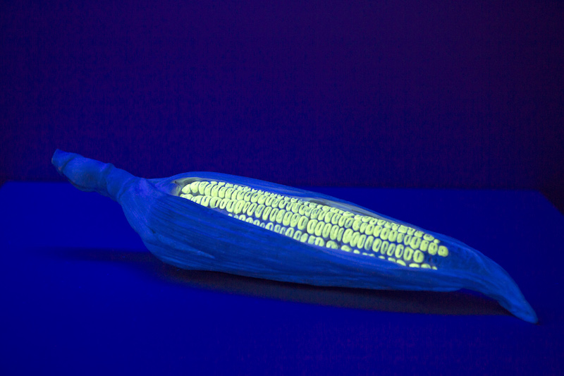 Ineditos 2020_mazorca de maíz y luego aplicada luz violeta