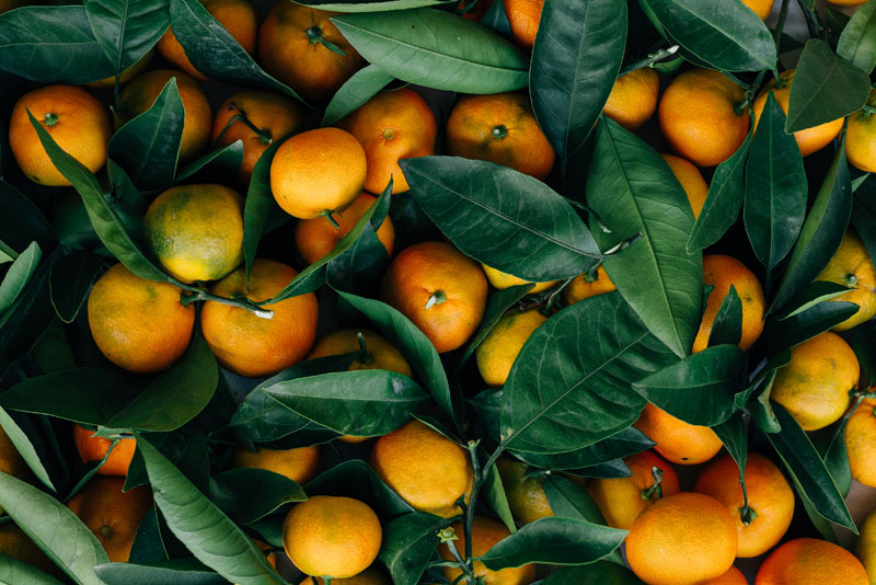 Premios Sostenibilidad BBVA Roca: imagen de naranjas recién cortadas del árbol