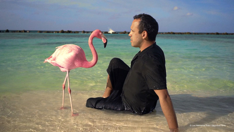 The mystery of the pink flamingo, cultura kitsch
