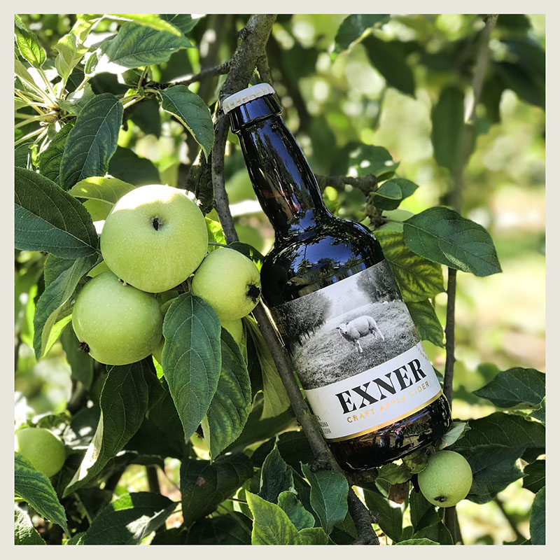 Exner Cider: botellín de cider en el manzano