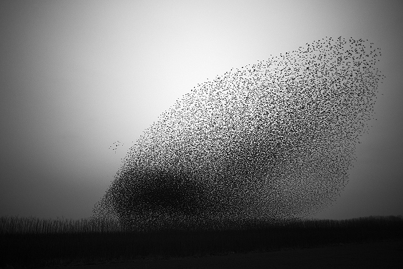 OVNI 2020 fotograma que un emjambre de insectos sobre el horizonte en blanco y negro