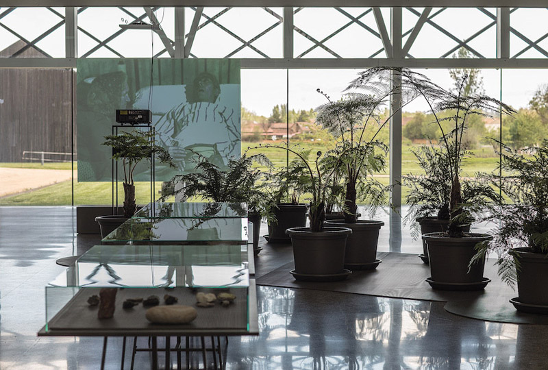 Fundación Cerezales: una instalación de plantas, video y fósiles
