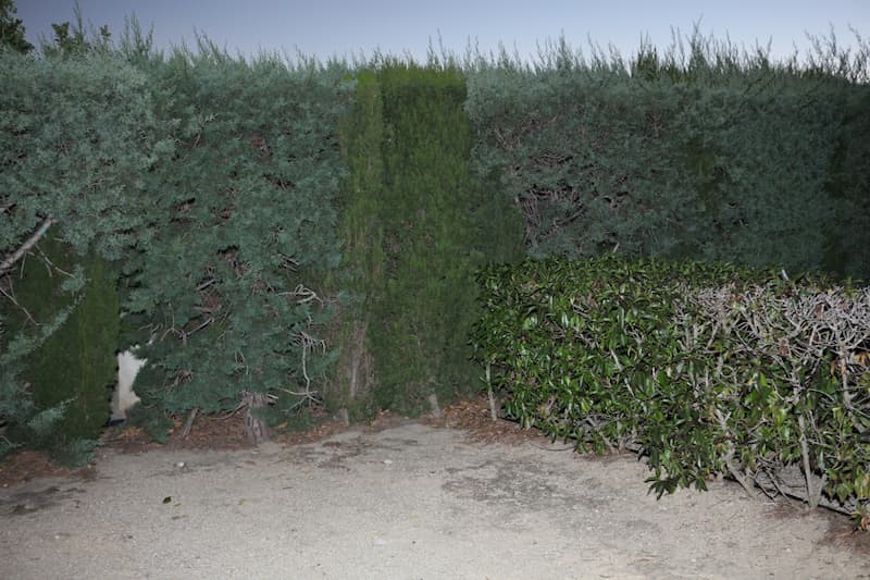 Violeta Mayoral. Salir de la foto