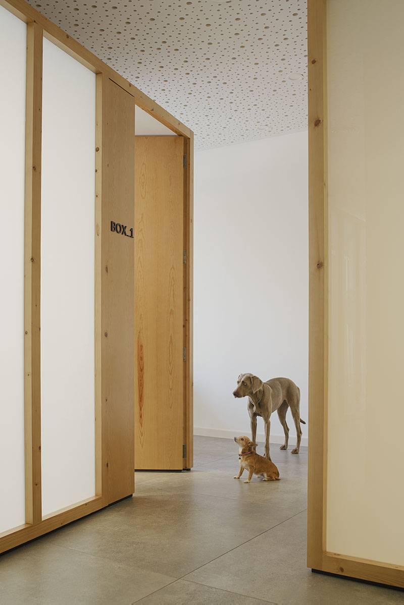 marta criado joan nuevo natalia alonso arquitectos: imagen de dos perros de diferente tamaño en el interior de un edificio