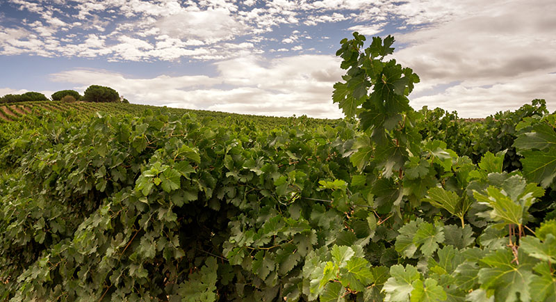 Bodegas Balbás: una de sus parcelas con viñedos