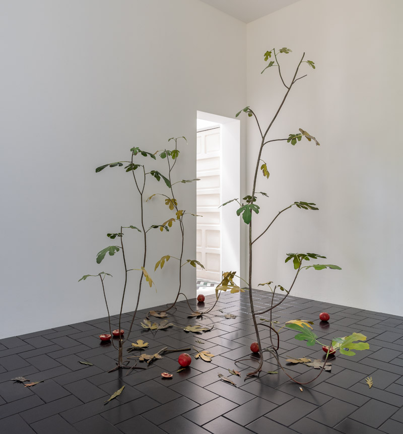 Encuentros: obras de la Colección TBA21, instalación artística con plantas