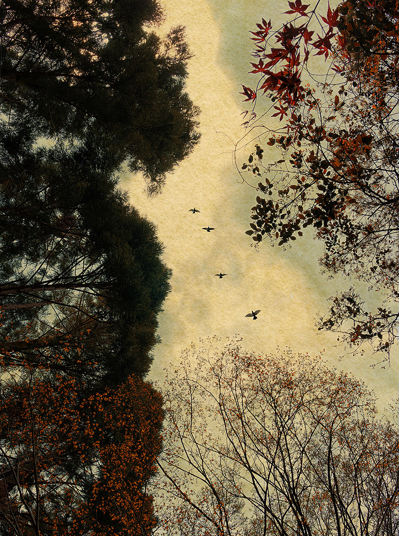 Albarran Cabrera - foto de copas de árboles vistas desde abajo