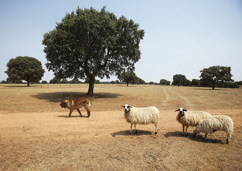 Petramora tienda gourmet: unas ovejas en la dehesa