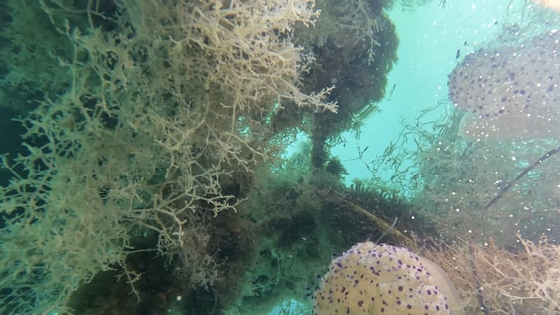 Anoxia de Fito Conesa, ecosistema de la costa del mar menor