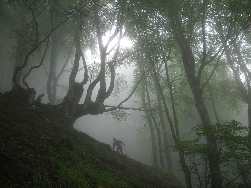 Fujifilm. amor por la naturaleza - fotografía de un runner corriendo por el bosque