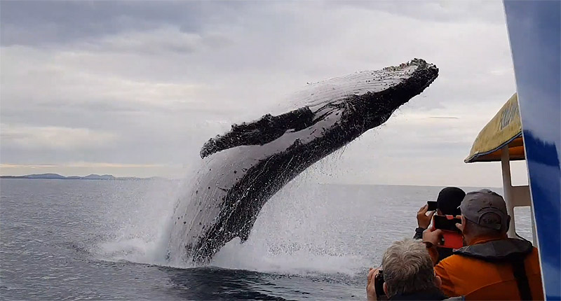Fantastic Machine - documental se ve a una ballena saltando
