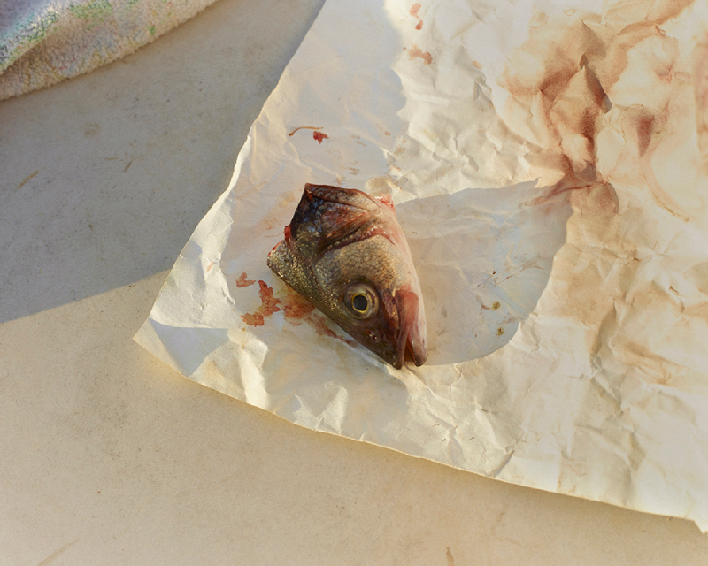 Dialect.Felipe Romero Beltrán. Imagen de a cabeza de pescado muerto sobre un papel de pescadería.