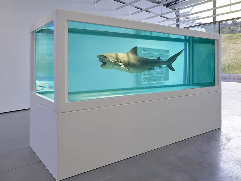 Damien Hirst. Imagen de la exposición con escultura de un tiburón disecado detro de una pecera.