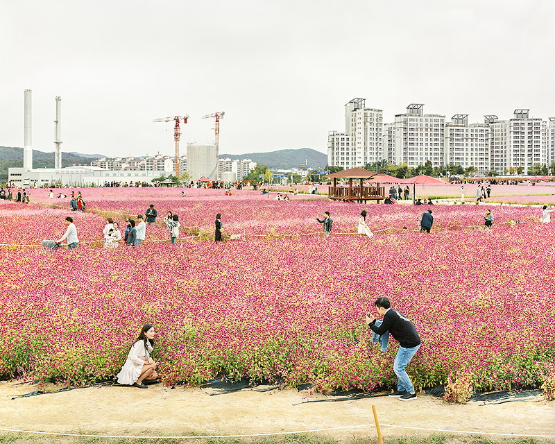 Revela't. Imagen de un campo en flor y en el fondo se ve una ciudad en construcción.