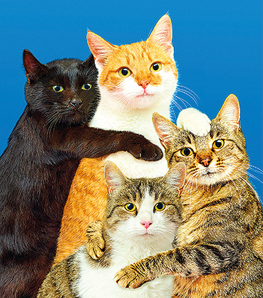 Chromotherapia. The Feel-Good Color Photography.