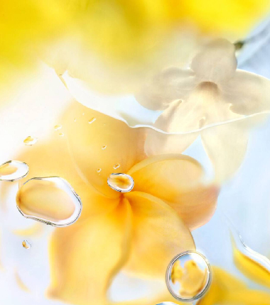 Tres aromas surgen del clásico perfume fresco de Lancôme