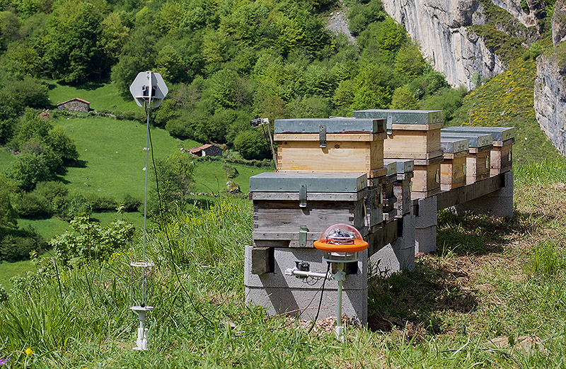 Sensor junto a enjambre