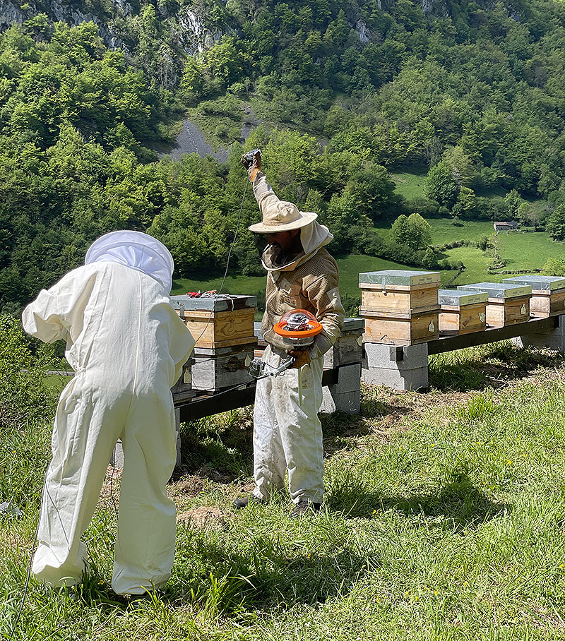 Apicultores trabajando en el campo