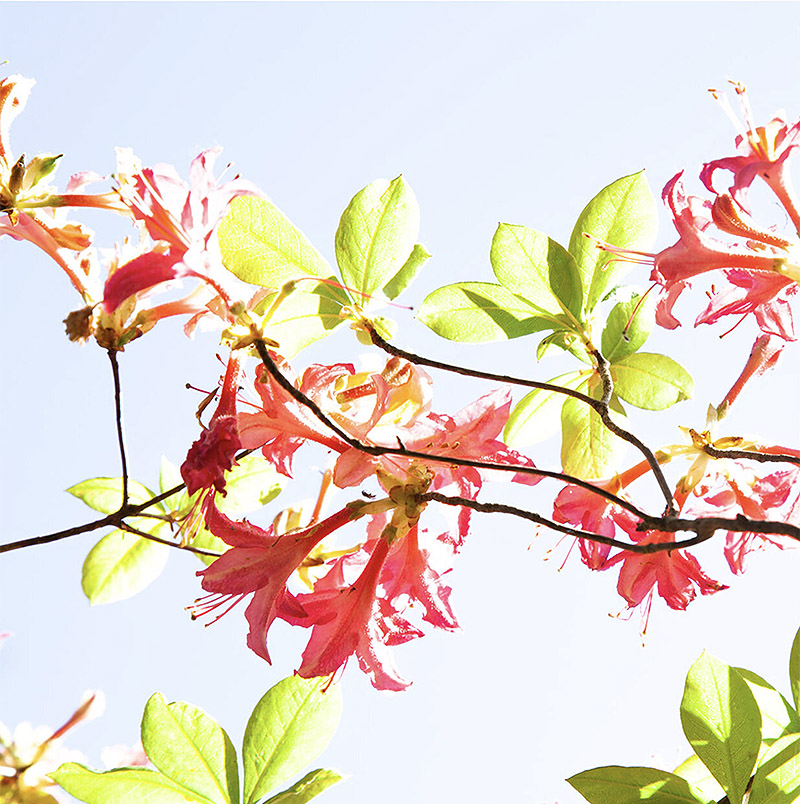 Exposición Sweets and Paradise del fotógrafo Ralf Peters - imagen de ramas de arbol con sus hojas