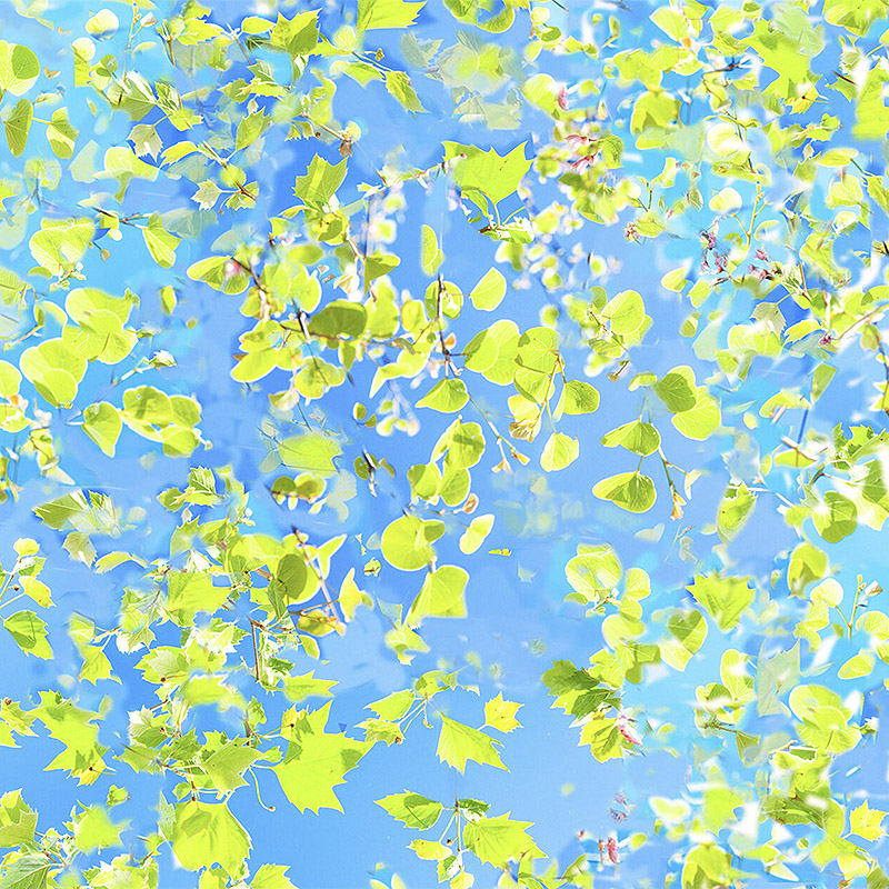 Exposición Sweets and Paradise del fotógrafo Ralf Peters - imagen de ramas de arbol con sus hojas