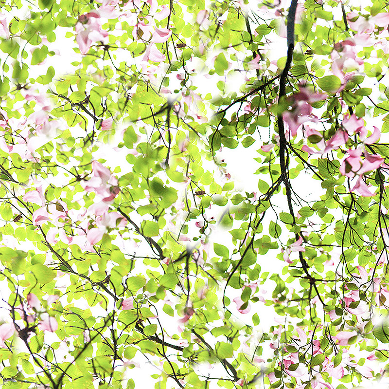 Exposición Sweets and Paradise del fotógrafo Ralf Peters - imagen de ramas de arbol con sus hojas