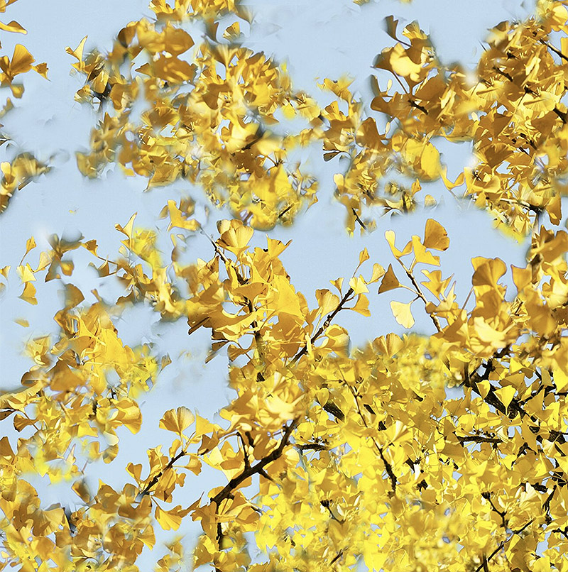 Exposición Sweets and Paradise del fotógrafo Ralf Peters - imagen de ramas de arbol con sus hojas