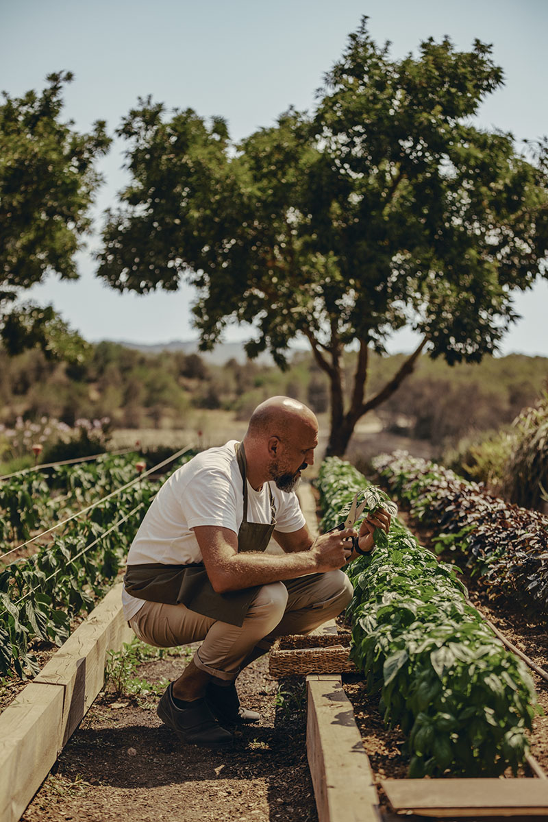 Soho Farmhouse Ibiza: huerto con cultivos y jardinero recogiendo hierbas frescas