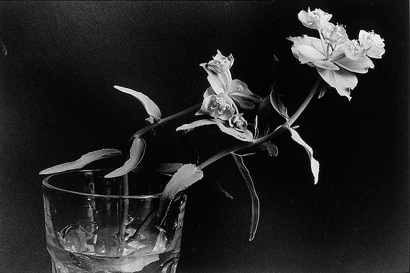 Exposición 14 Millones de Ojos. Colección, Fotografía, Público foto en blanco flores en un baso