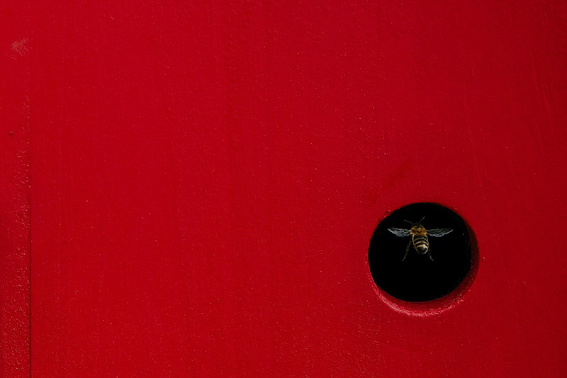 Abeja entrando a caja roja
