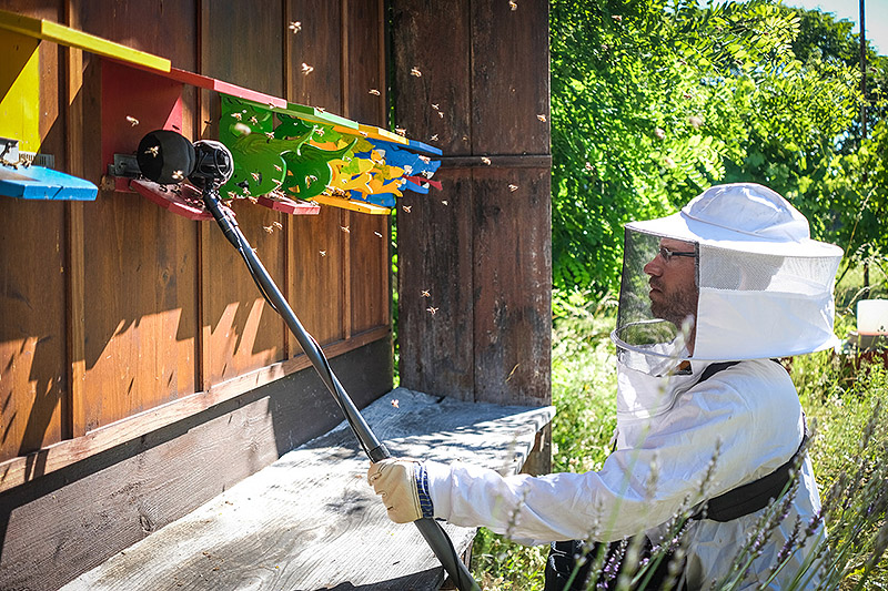 Imagen de artista grabando a las abejas