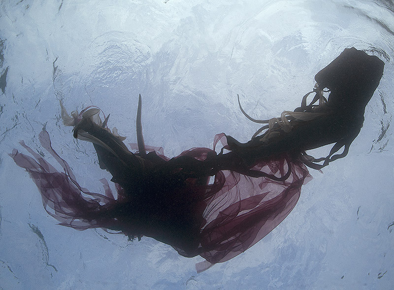 Vista de objeto marino