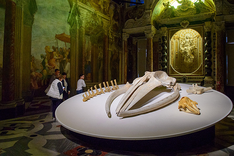 Imagen de restos marinos en el museo