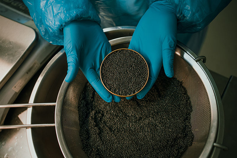 Esturión de Sarrión lleva el caviar de Teruel por Europa