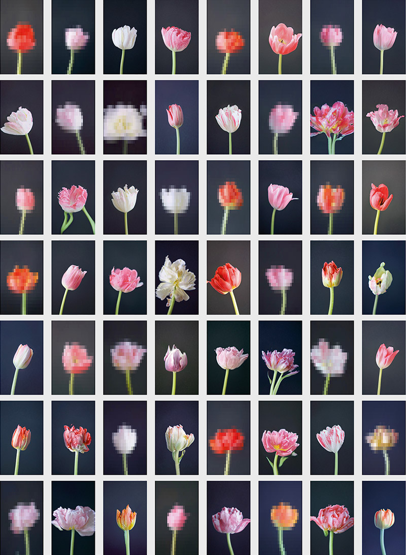 Serie de flores de diferentes tipos