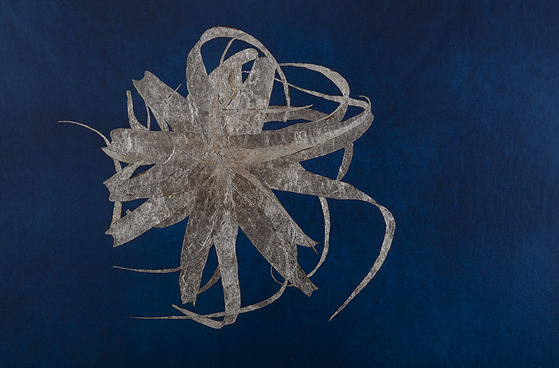 Rodoreda, un bosque - imagen de una especie de flor