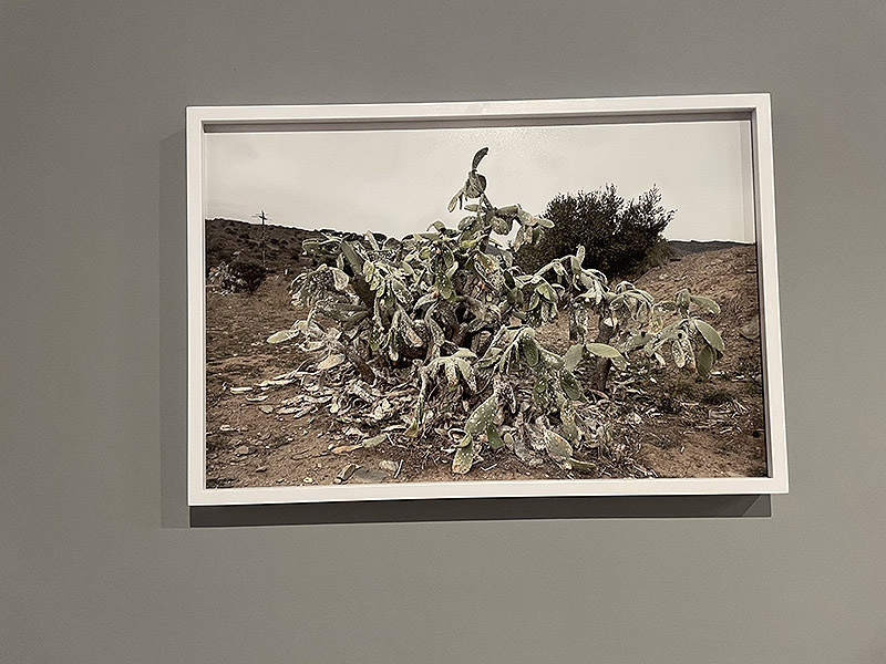 Vista de la exposición "Desplazamientos" foto de paisaje mediterraneo