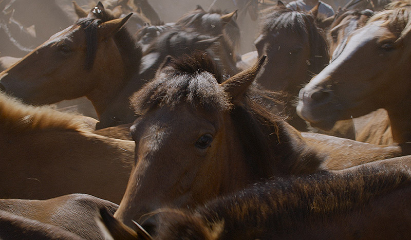 El rugir de las llamas: caballos, fuego y vida en el límite
