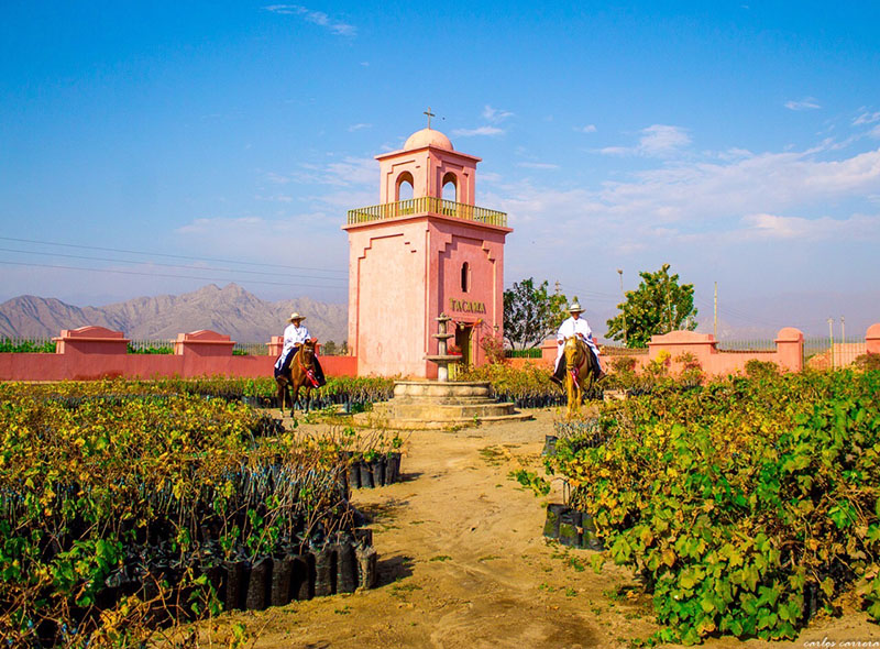 Demonio de los Andes: el pisco que más se toma en España