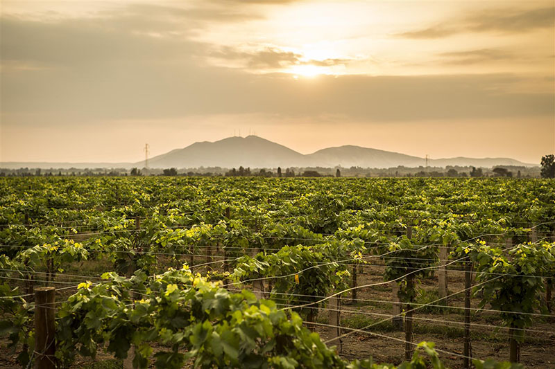 Demonio de los Andes: el pisco que más se toma en España