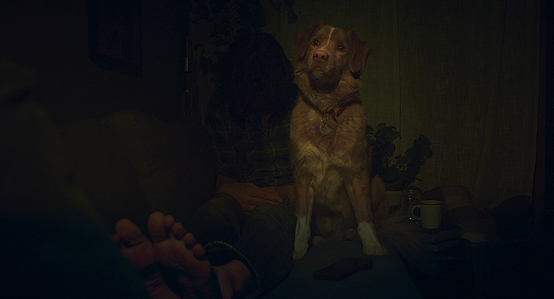Good Boy: el fenómeno canino que redefine el cine de terror