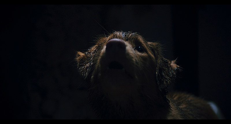 Good Boy: el fenómeno canino que redefine el cine de terror