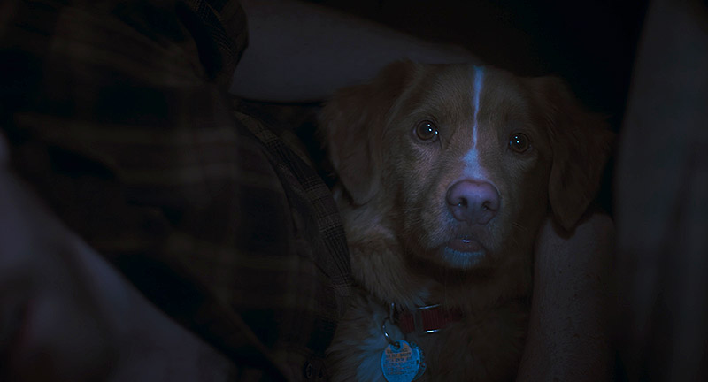 Good Boy: el fenómeno canino que redefine el cine de terror