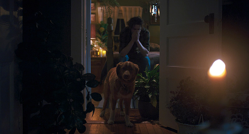 Good Boy: el fenómeno canino que redefine el cine de terror