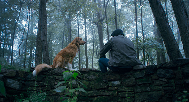 Good Boy: el fenómeno canino que redefine el cine de terror