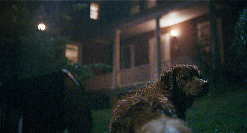 Good Boy: el fenómeno canino que redefine el cine de terror