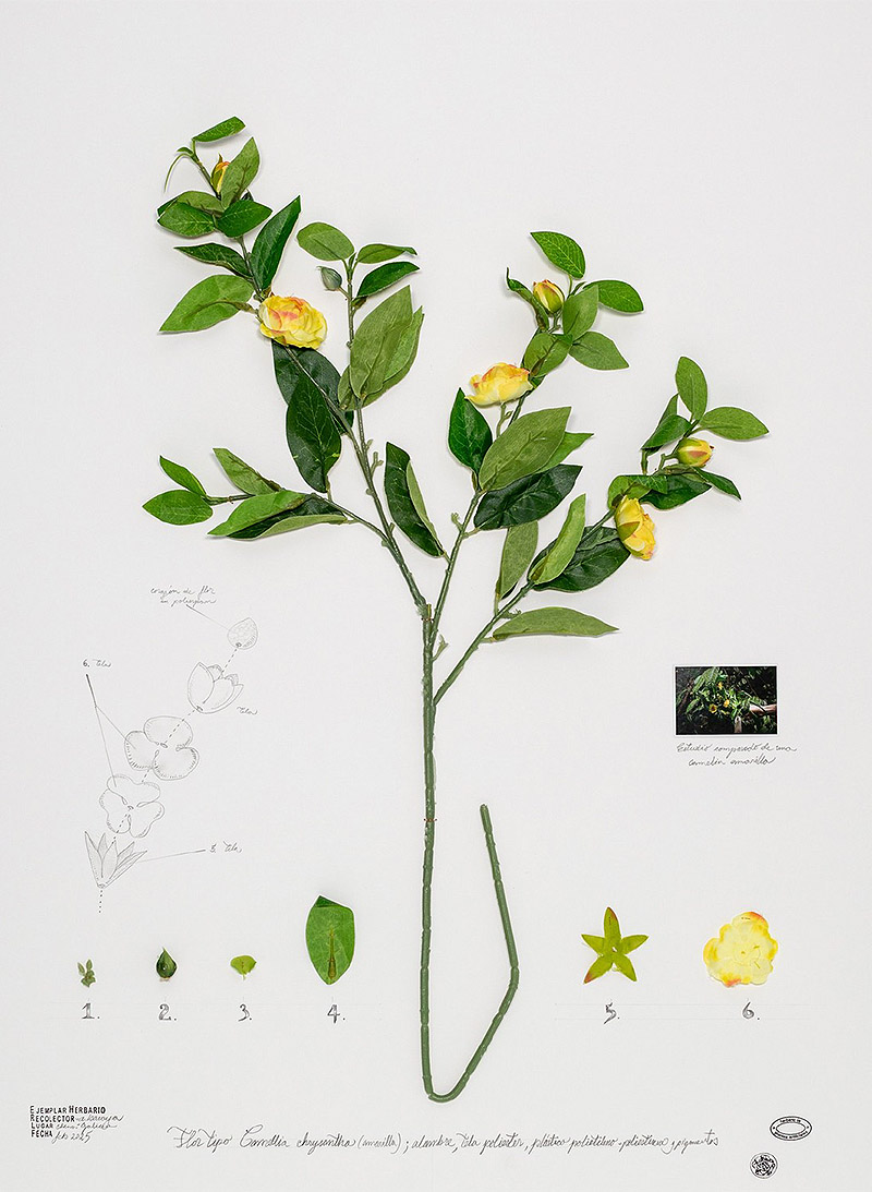 Viaje a Galicia, el arte expedicionario de Alberto Baraya