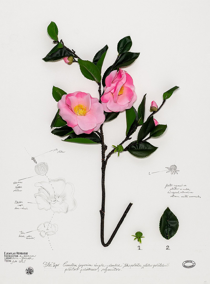 Viaje a Galicia, el arte expedicionario de Alberto Baraya